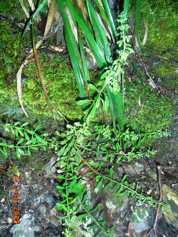 nella faggeta - Sedum cepaea